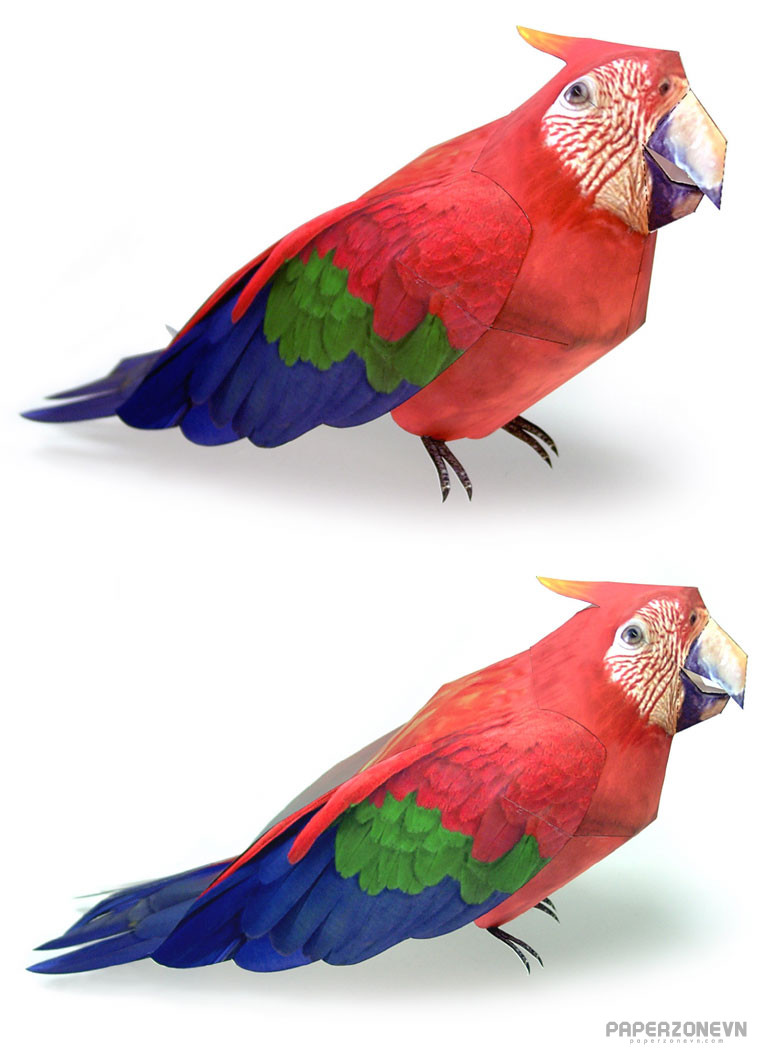 Animals - Aerial Perroquet | Paperzone VN